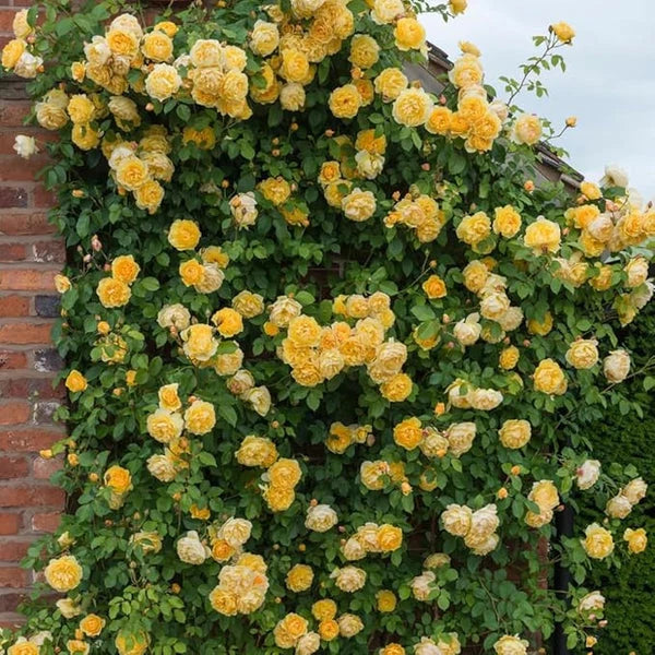 Rose Seeds (Free Plant Booster)