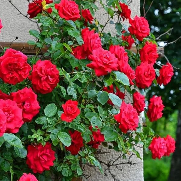 Rose Seeds (Free Plant Booster)