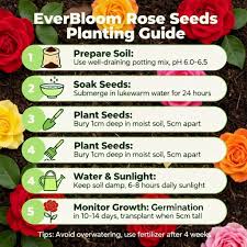 Rose Seeds (Free Plant Booster)